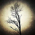 Solitary
