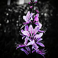 Delicate Violet