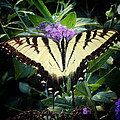 Papillon